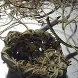 Random weave kudzu basket waiting for handle